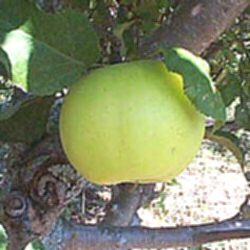 Greensleeves Apple Tree